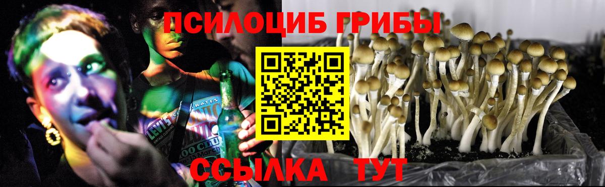 Галлюциногенные грибы Cubensis Славгород